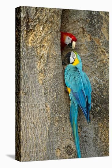 Blue and Gold Macaw with Scarlet Macaw, Costa Rica-null-Premier Image Canvas