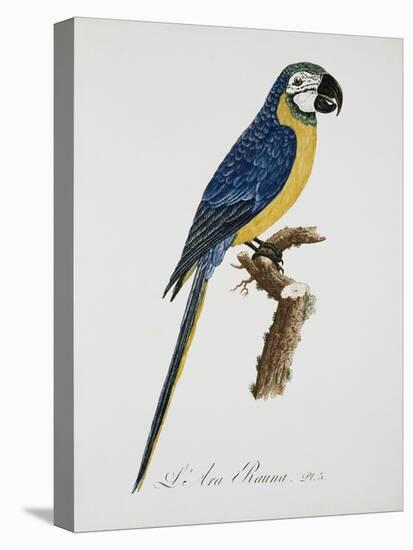 Blue and Gold Macaw-Jacques Barraband-Premier Image Canvas