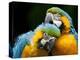 Blue-and-gold Macaws at Zoo Ave Park-Paul Souders-Premier Image Canvas