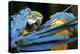 Blue-And-Gold Macaws at Zoo Ave Park-Paul Souders-Premier Image Canvas