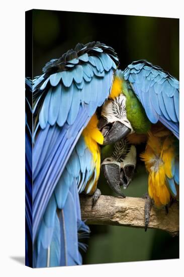 Blue-And-Gold Macaws at Zoo Ave Park-Paul Souders-Premier Image Canvas