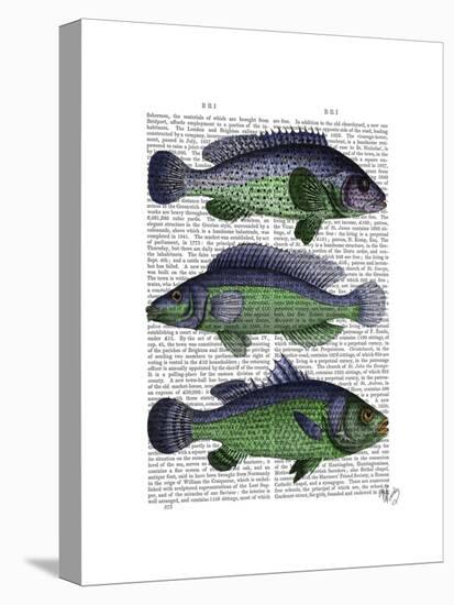 Blue and Green Fish Trio-Fab Funky-Stretched Canvas