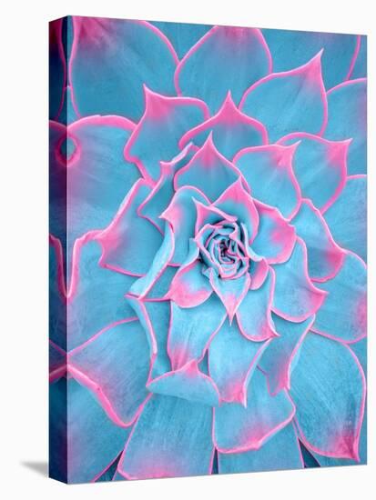 Blue and Pink Succulent-Tom Windeknecht-Premier Image Canvas