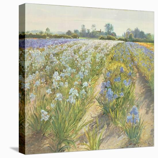 Blue and White Irises, Wortham-Timothy Easton-Premier Image Canvas