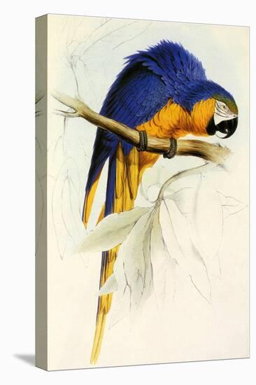 Blue and Yellow Macaw, Ara Ararauna-Edward Lear-Premier Image Canvas