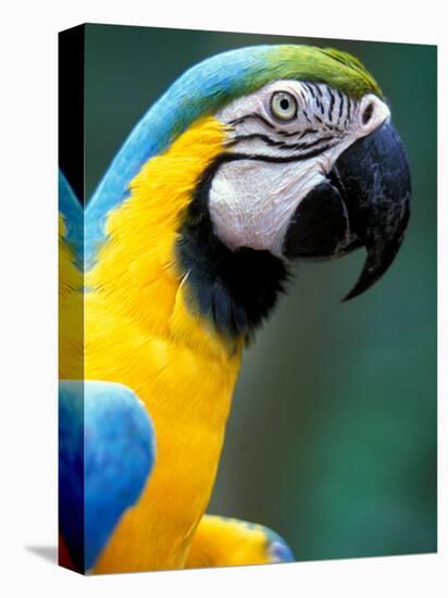 Blue and Yellow Macaw, Iguacu National Park, Bolivia-Art Wolfe-Premier Image Canvas