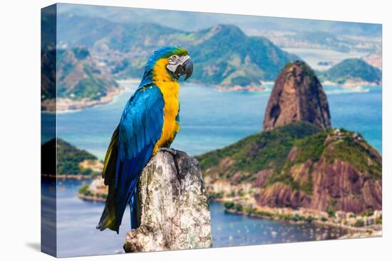 Blue and Yellow Macaw in Rio De Janeiro, Brazil-Frazao-Premier Image Canvas