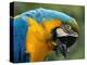 Blue and Yellow Macaw, S America-Staffan Widstrand-Premier Image Canvas