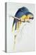 Blue and Yellow Macaw-Edward Lear-Premier Image Canvas