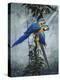 Blue and Yellow Macaws 2-Harro Maass-Premier Image Canvas