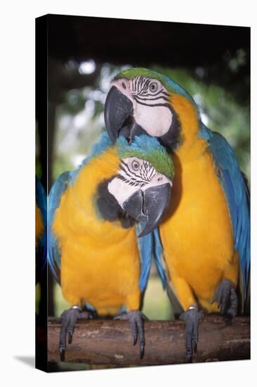 Blue and Yellow Macaws-Andrey Zvoznikov-Premier Image Canvas