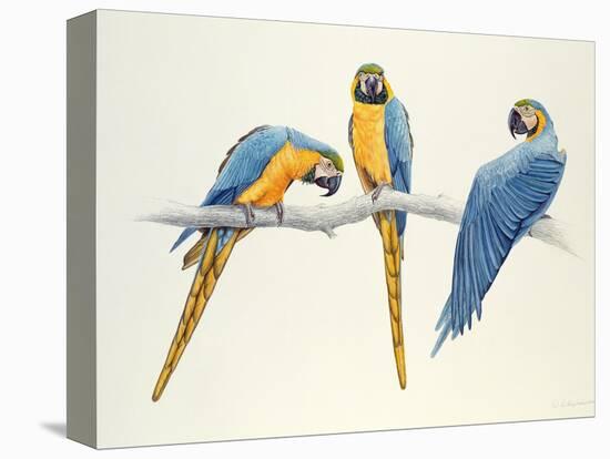 Blue and Yellow Macaws-Mary Clare Critchley-Salmonson-Premier Image Canvas