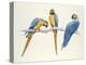 Blue and Yellow Macaws-Mary Clare Critchley-Salmonson-Premier Image Canvas