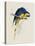 Blue and Yellow Maccaw-Edward Lear-Stretched Canvas