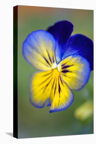 Blue and yellow pansy, USA-Lisa Engelbrecht-Premier Image Canvas