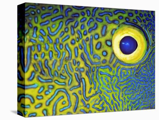 Blue and Yellow Triggerfish Eye-Bill Varie-Premier Image Canvas