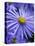 Blue Aster-Clive Nichols-Premier Image Canvas