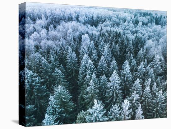 Blue Background Texture of a Frozen Forest at Winter, Aerial Shot-null-Premier Image Canvas