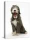 Blue Bearded Collie Puppy, 3 Months, Yawning-Mark Taylor-Premier Image Canvas