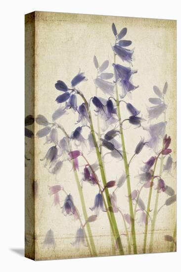 Blue Bells-Judy Stalus-Stretched Canvas