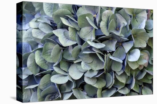 Blue bigleaf hydrangea-Lisa Engelbrecht-Premier Image Canvas