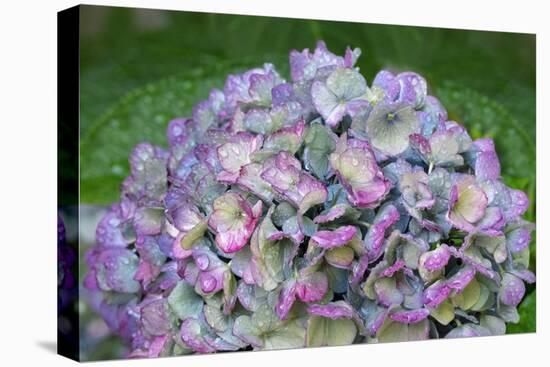 Blue bigleaf hydrangea-Lisa Engelbrecht-Premier Image Canvas