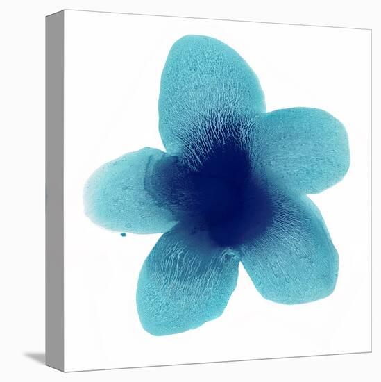Blue Bloom II-Hannah Carlson-Stretched Canvas