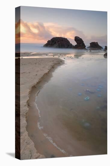 Blue Blubber Jelliyfish at Sunrise-lovleah-Premier Image Canvas