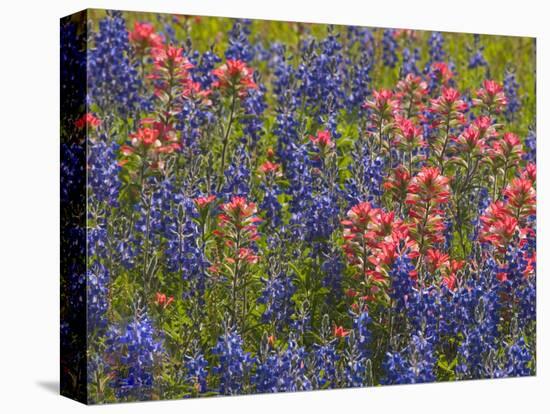 Blue Bonnets and Indian Paint Brush, Texas Hill Country, Texas, USA-Darrell Gulin-Premier Image Canvas