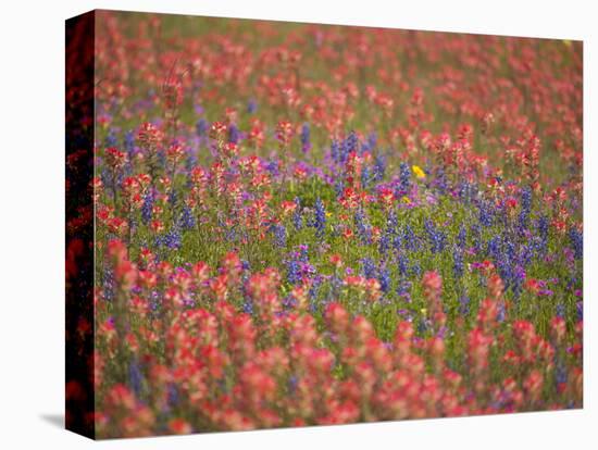 Blue Bonnets and Indian Paint Brush, Texas Hill Country, Texas, USA-Darrell Gulin-Premier Image Canvas