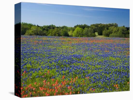 Blue Bonnets and Indian Paintbrush with Oak Trees in Distance, Near Independence, Texas, USA-Darrell Gulin-Premier Image Canvas