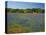 Blue Bonnets and Indian Paintbrush with Oak Trees in Distance, Near Independence, Texas, USA-Darrell Gulin-Premier Image Canvas