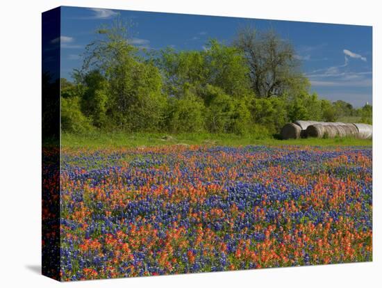 Blue Bonnets and Indian Paintbrush with Oak Trees in Distance, Near Independence, Texas, USA-Darrell Gulin-Premier Image Canvas