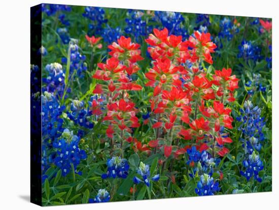 Blue Bonnets and Paint Brush in Texas Hill Country, USA-Darrell Gulin-Premier Image Canvas