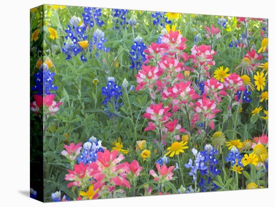 Blue Bonnets, Arnica, and Indian Paintbrush, Near Cuero, Texas, USA-Darrell Gulin-Premier Image Canvas