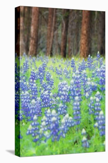 Blue Bonnets at Wawona, Yosemite National Park-Vincent James-Premier Image Canvas