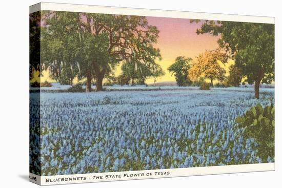 Blue Bonnets, State Flower of Texas-null-Stretched Canvas