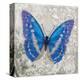 Blue Butterfly I-Alan Hopfensperger-Stretched Canvas