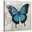 Blue Butterfly II-Alan Hopfensperger-Stretched Canvas