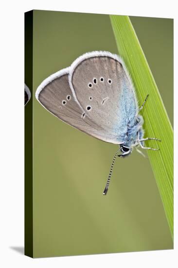 Blue Butterfly (Lycaenidae Sp) on Blade of Grass, Eastern Slovakia, Europe, June 2009-Wothe-Premier Image Canvas