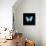 Blue Butterfly on Black-Tom Quartermaine-Premier Image Canvas displayed on a wall