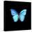Blue Butterfly on Black-Tom Quartermaine-Premier Image Canvas