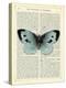 Blue Butterfly-Marion Mcconaghie-Stretched Canvas