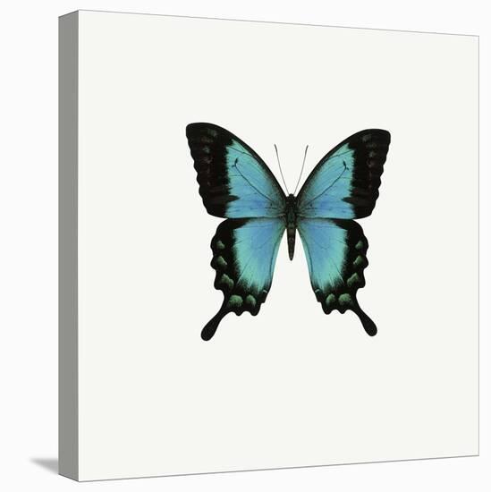Blue Butterfly-PhotoINC-Premier Image Canvas