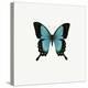 Blue Butterfly-PhotoINC-Premier Image Canvas