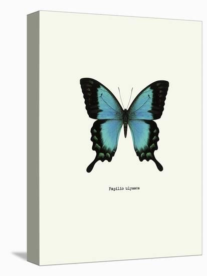 Blue Butterfly-null-Stretched Canvas