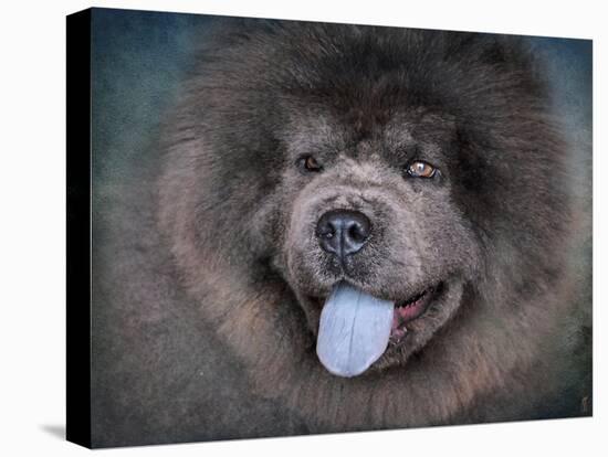 Blue Chow Chow Portrait-Jai Johnson-Premier Image Canvas