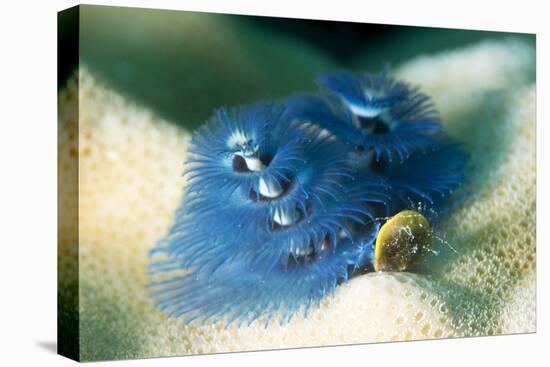 Blue Christmas Tree Worm (Spirobranchus Giganteus), Cairns, Queensland, Australia, Pacific-Louise Murray-Premier Image Canvas