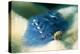 Blue Christmas Tree Worm (Spirobranchus Giganteus), Cairns, Queensland, Australia, Pacific-Louise Murray-Premier Image Canvas