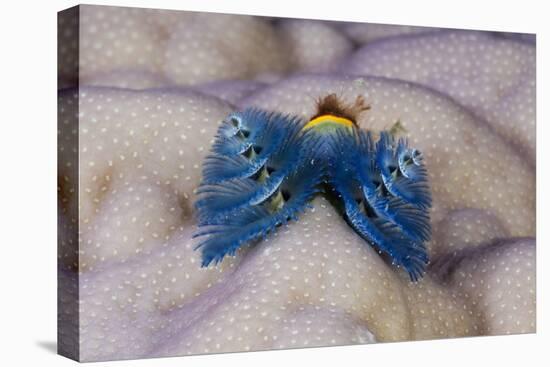Blue Christmas Tree Worm (Spirobranchus Giganteus)-Reinhard Dirscherl-Premier Image Canvas